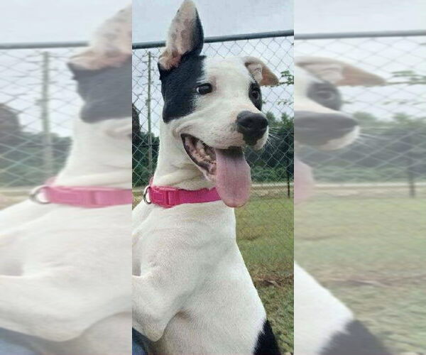 Medium Photo #1 American Staffordshire Terrier Puppy For Sale in Benton, PA, USA