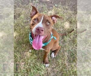 Mutt Dogs for adoption in Tulsa, OK, USA