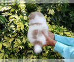 Small Photo #22 Pomeranian Puppy For Sale in WEST PALM BEACH, FL, USA