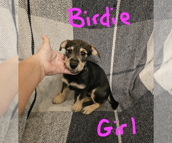 Medium Photo #25 Chizer Puppy For Sale in MONTEZUMA, GA, USA