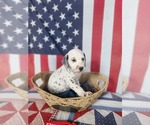 Small Photo #31 Dalmatian Puppy For Sale in VASSALBORO, ME, USA