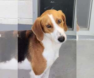 Mutt Dogs for adoption in Hilton Head, SC, USA