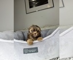 Small #4 Shih Tzu