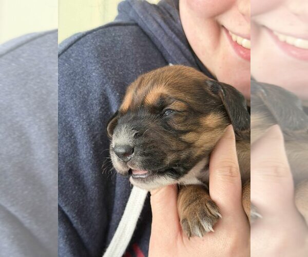 Medium Photo #2 Beagle-Unknown Mix Puppy For Sale in New York, NY, USA