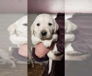 Golden Labrador Puppy for sale in INDEPENDENCE, MN, USA