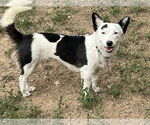 Small #1 Border Collie-Pembroke Welsh Corgi Mix