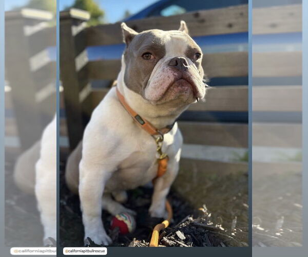 Medium Photo #2 American Staffordshire Terrier-Bulldog Mix Puppy For Sale in Berkeley, CA, USA