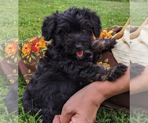 Aussiedoodle Miniature  Puppy for sale in ORRVILLE, OH, USA
