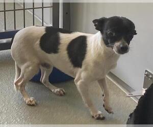 Chihuahua Dogs for adoption in San Clemente, CA, USA