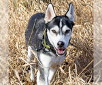 Small #2 Siberian Husky Mix