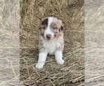 Small Australian Shepherd