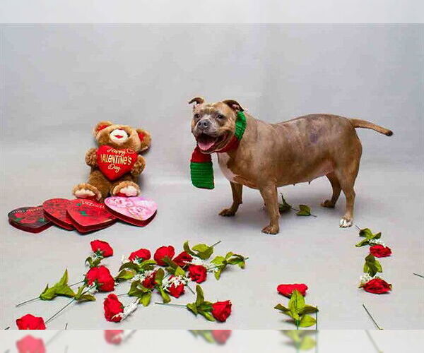 Medium Photo #1 Staffordshire Bull Terrier-Unknown Mix Puppy For Sale in Sanford, FL, USA