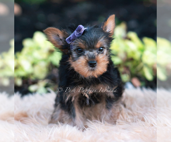 Medium Photo #101 Yorkshire Terrier Puppy For Sale in WARSAW, IN, USA