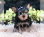 Small Photo #101 Yorkshire Terrier Puppy For Sale in WARSAW, IN, USA