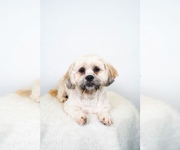 Medium Photo #1 Lhasa Apso Puppy For Sale in St. Louis Park, MN, USA