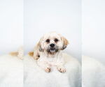 Small Lhasa Apso