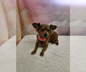 Chihuahua-Unknown Mix Dogs for adoption in Metairie, LA, USA