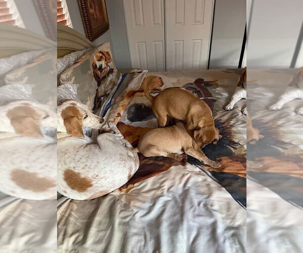 Medium Photo #10 Treeing Walker Coonhound Puppy For Sale in Tampa, FL, USA