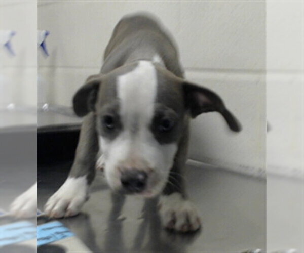 Medium Photo #1 Mutt Puppy For Sale in Fayetteville, NC, USA