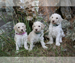 Small Photo #3 Poodle (Standard) Puppy For Sale in COLUMBUS, NE, USA