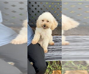 Mutt Dogs for adoption in Weston, FL, USA