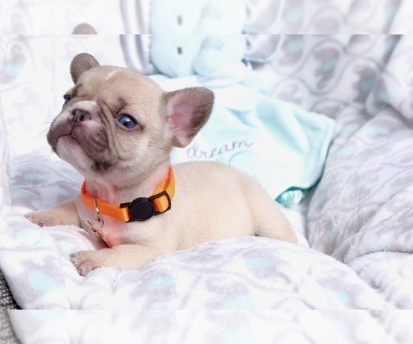 Medium Photo #2 French Bulldog Puppy For Sale in CAPE CORAL, FL, USA