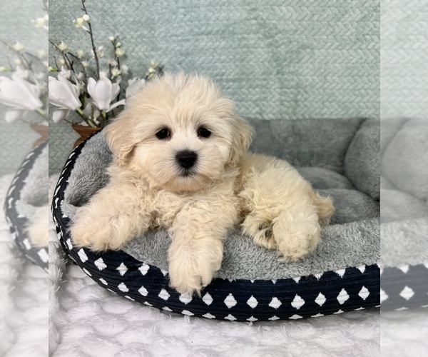 Medium Photo #5 Maltipoo Puppy For Sale in FRANKLIN, IN, USA