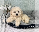 Small #4 Maltipoo