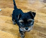 Small Photo #3 Yorkshire Terrier Puppy For Sale in PLANO, TX, USA