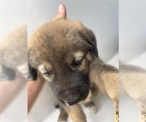 Black Mouth Cur-Unknown Mix Dogs for adoption in Houston, TX, USA