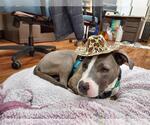 Small #6 American Pit Bull Terrier Mix