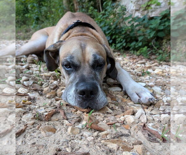 Medium Photo #2 Daniff Puppy For Sale in Vail, AZ, USA