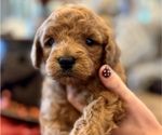Small Goldendoodle (Miniature)