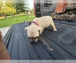 Puppy 2 Pug