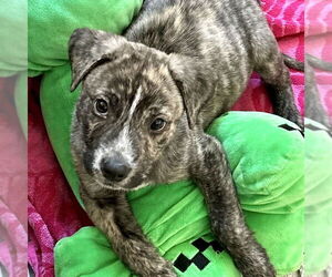 Plott Hound-Unknown Mix Dogs for adoption in San Juan Capistrano, CA, USA