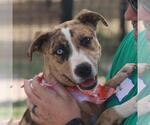 Small Catahoula Leopard Dog Mix