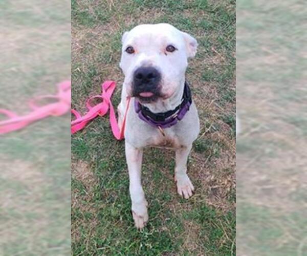 Medium Photo #1 American Staffordshire Terrier Puppy For Sale in San Antonio, TX, USA