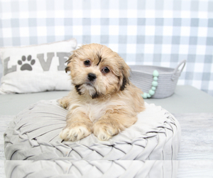 Shih Tzu Puppy for sale in MARIETTA, GA, USA