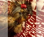Small Photo #7 Yorkshire Terrier Puppy For Sale in Cluj-Napoca, Cluj, Romainia