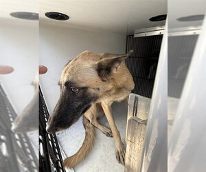 Mutt Dogs for adoption in Houston, TX, USA