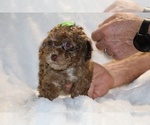 Small #6 Poodle (Toy)