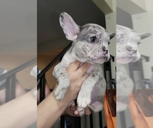 French Bulldog Puppy for sale in WEST COVINA, CA, USA