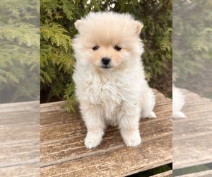 Poodle (Standard) Puppy for sale in MIDDLEBURY, IN, USA