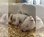 Small Photo #39 Dogo Argentino Puppy For Sale in ARLINGTON, TX, USA