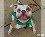 Small #4 American Bulldog Mix