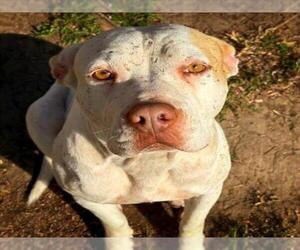 Mutt Dogs for adoption in Tulsa, OK, USA