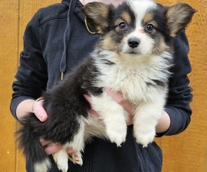 Pembroke Welsh Corgi Puppy for sale in MILTON, WI, USA