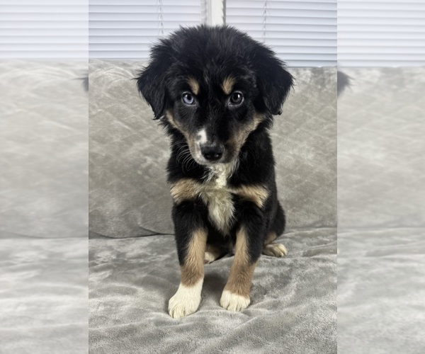 Medium Photo #83 Australian Shepherd Puppy For Sale in SALISBURY, NC, USA