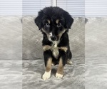 Puppy Boy 4 Australian Shepherd