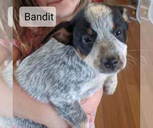 Australian Cattle Dog-Mountain Feist Mix Puppy for sale in CLARKRANGE, TN, USA